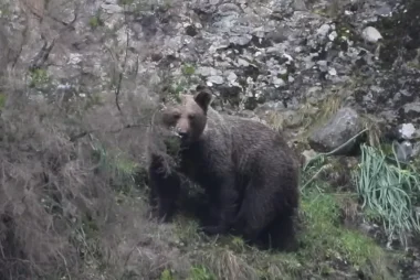 Avistamiento de Oso Pardo