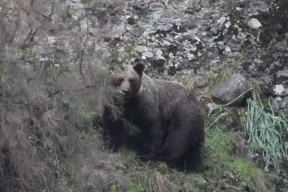 Avistamiento de Oso Pardo